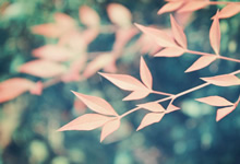 巴西女足实力强劲，斩获洲际锦标赛亚军